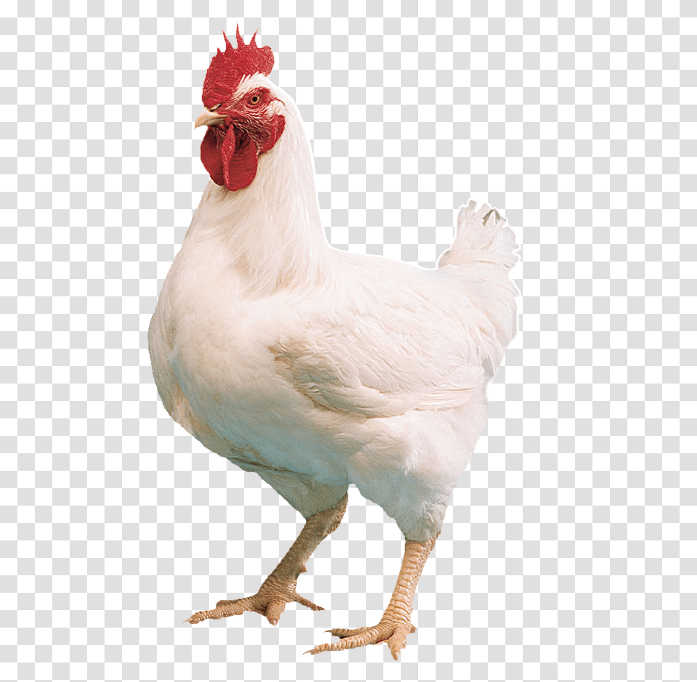 White Hen Photo Background, Chicken, Poultry, Fowl, Bird Transparent Png