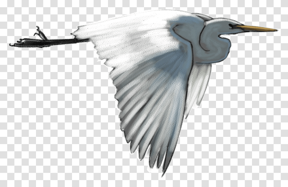 White Heron Egret White Heron, Animal, Bird, Hammer Transparent Png