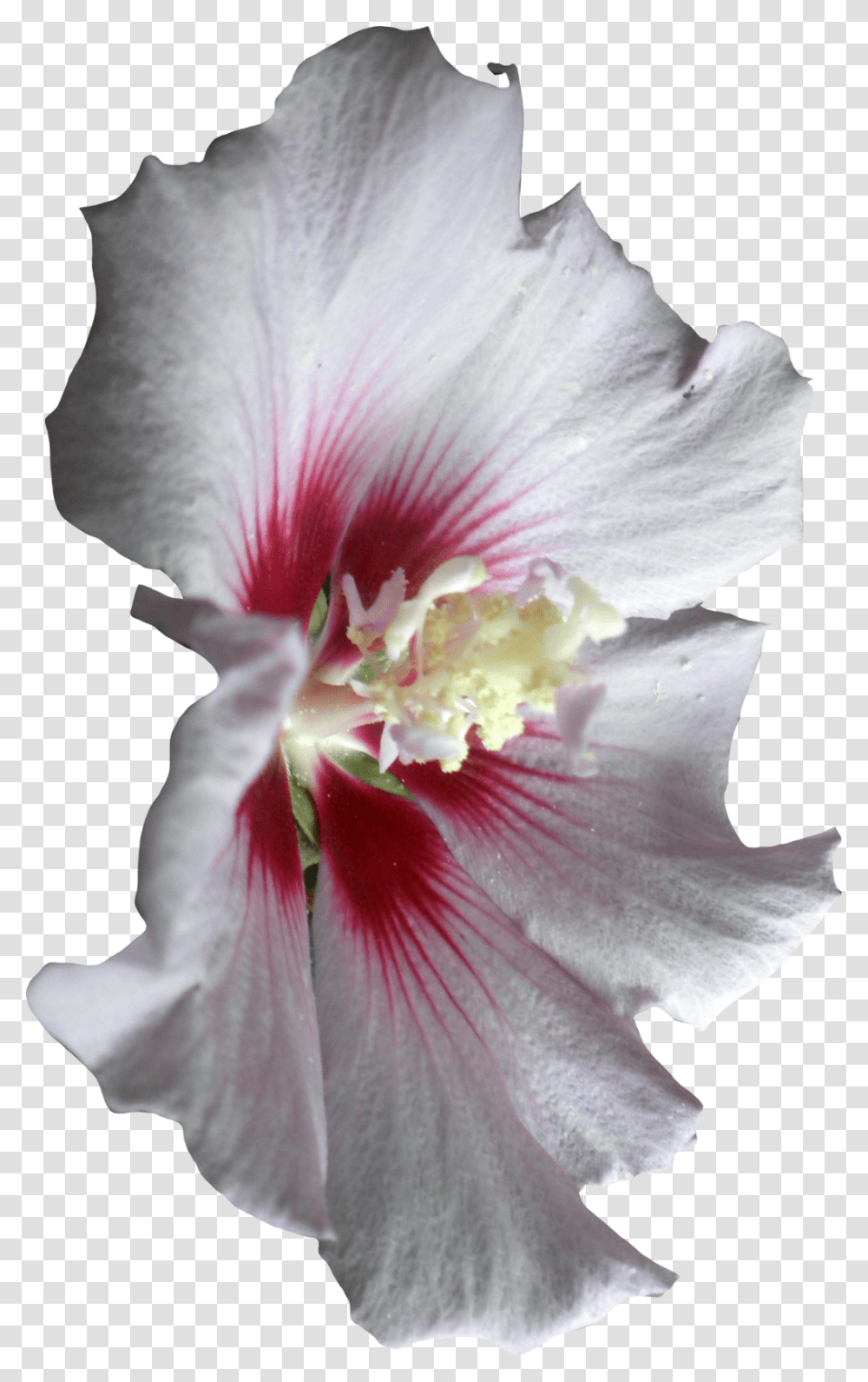 White Hibiscus Clipart Hibiscus, Plant, Flower, Blossom, Geranium Transparent Png