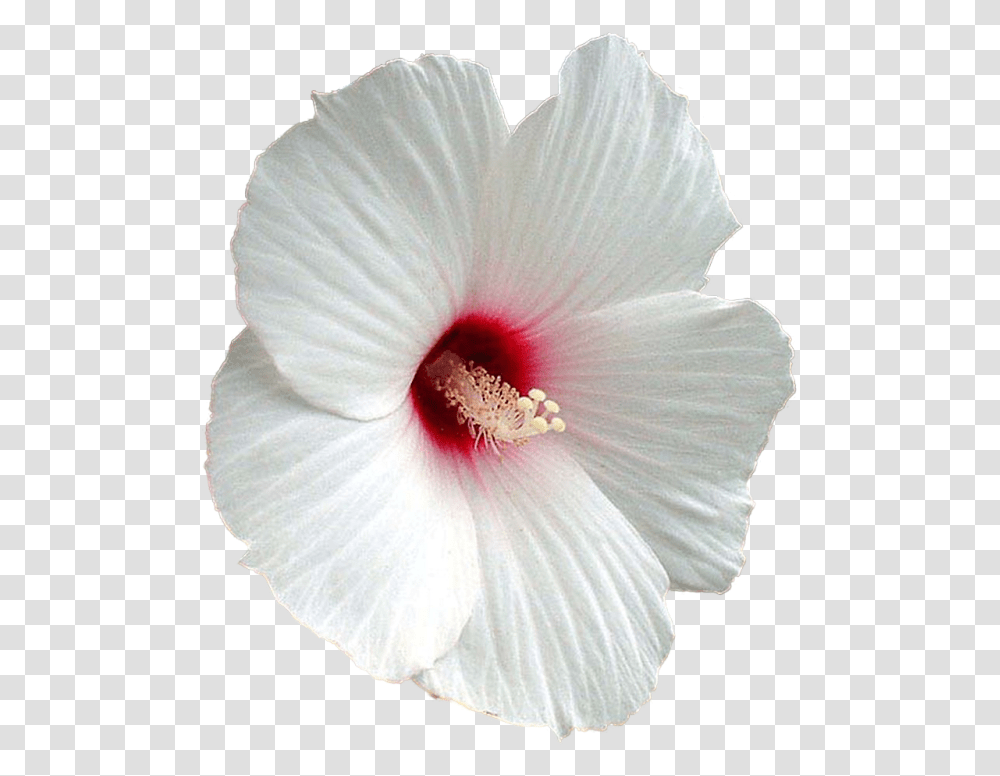 White Hibiscus Flower, Plant, Blossom, Pollen, Petal Transparent Png