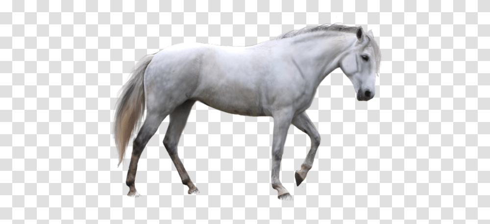 White Horse Background, Andalusian Horse, Mammal, Animal, Stallion Transparent Png