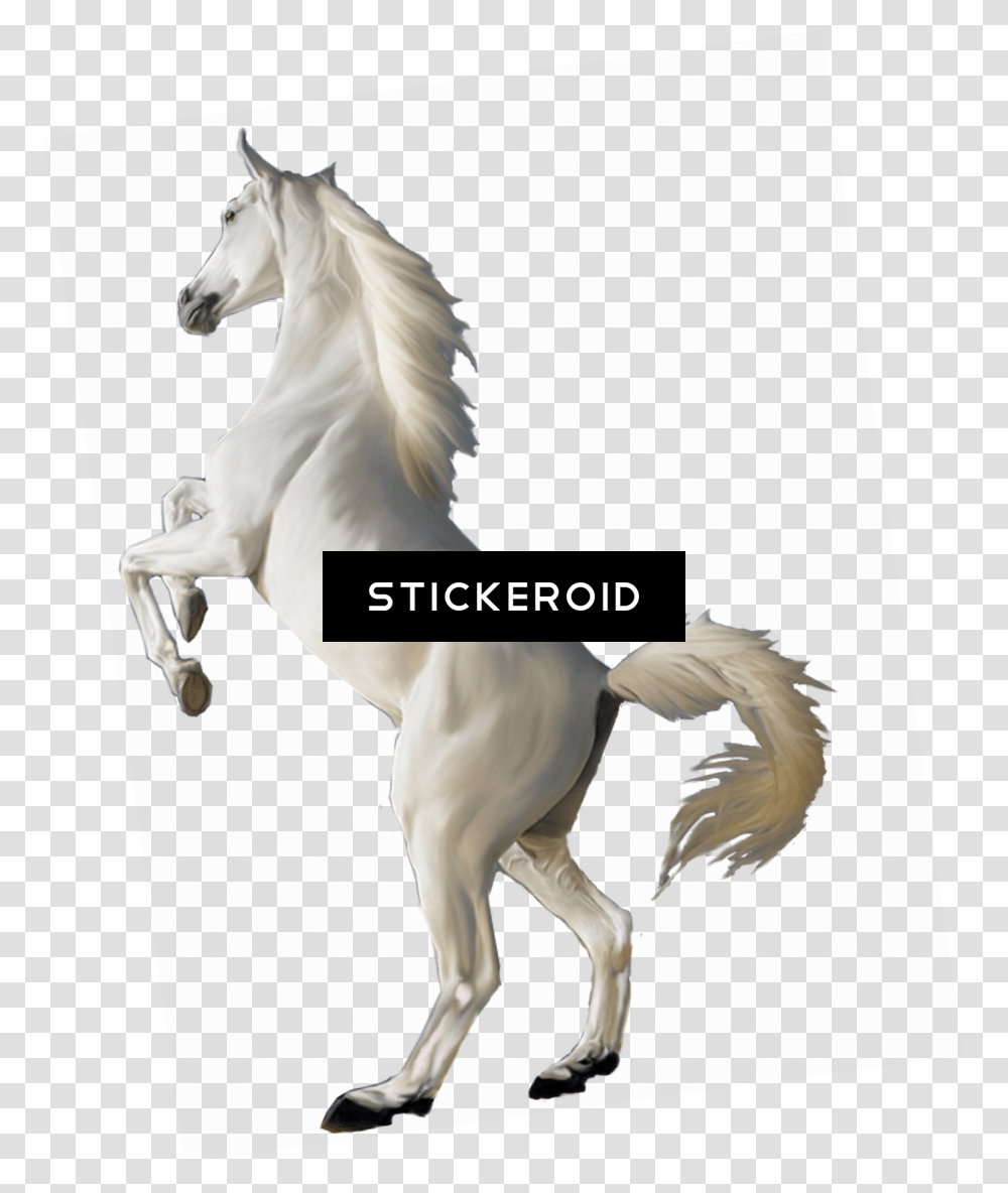 White Horse Background Real White Horse, Mammal, Animal, Stallion, Colt Horse Transparent Png