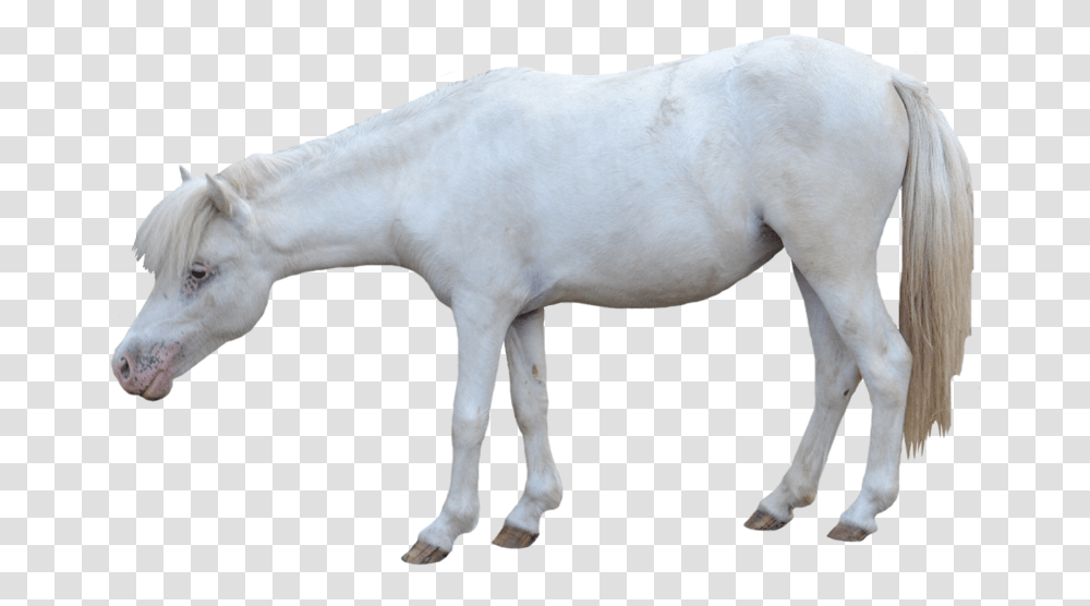 White Horse Foals In White Background, Mammal, Animal, Stallion, Dog Transparent Png
