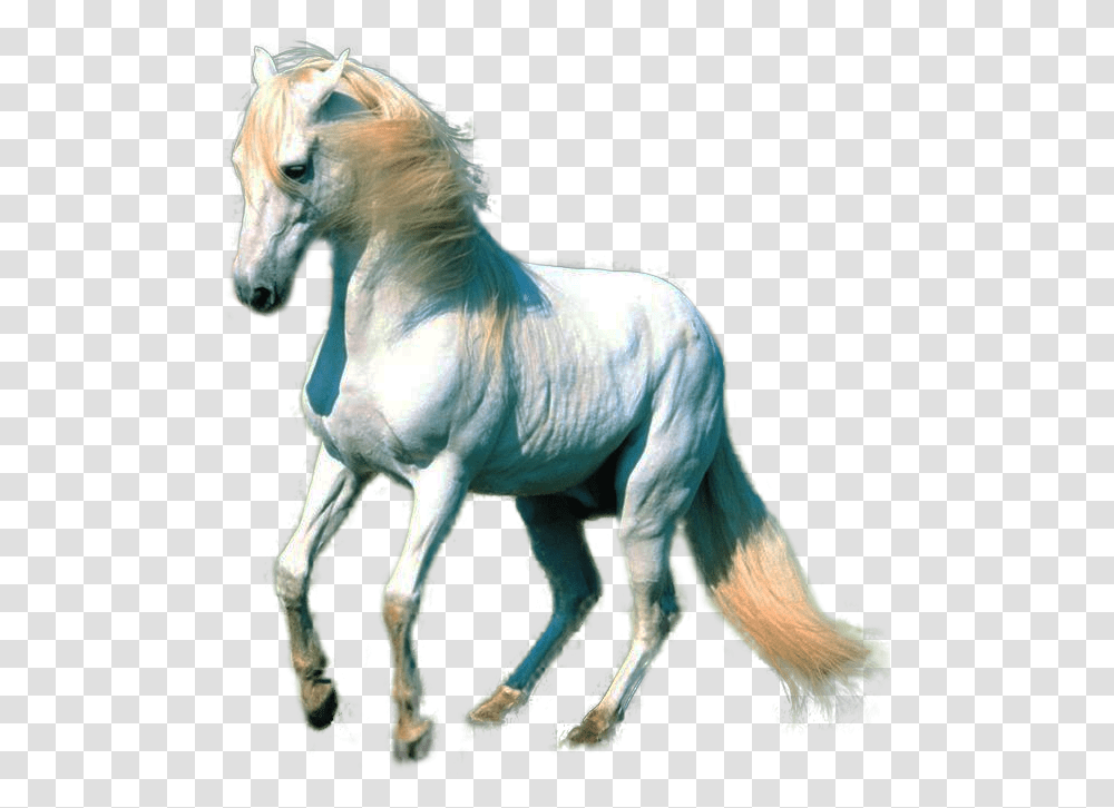 White Horse Horse For Photoshop, Mammal, Animal, Stallion, Andalusian Horse Transparent Png