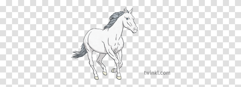 White Horse Illustration Twinkl Stallion, Mammal, Animal, Colt Horse, Art Transparent Png