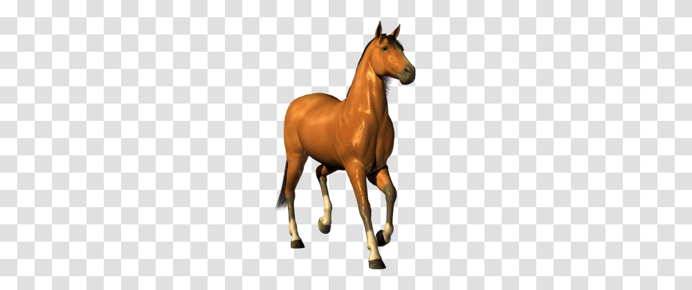 White Horse Image Picture Background, Mammal, Animal, Colt Horse, Stallion Transparent Png