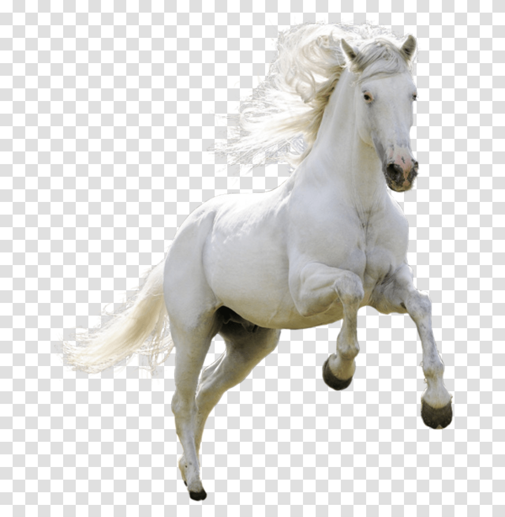 White Horse, Mammal, Animal, Stallion, Andalusian Horse Transparent Png
