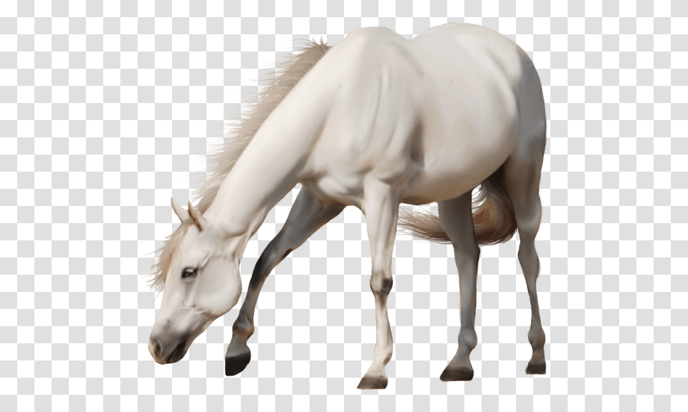 White Horse No Background, Mammal, Animal, Colt Horse, Foal Transparent Png