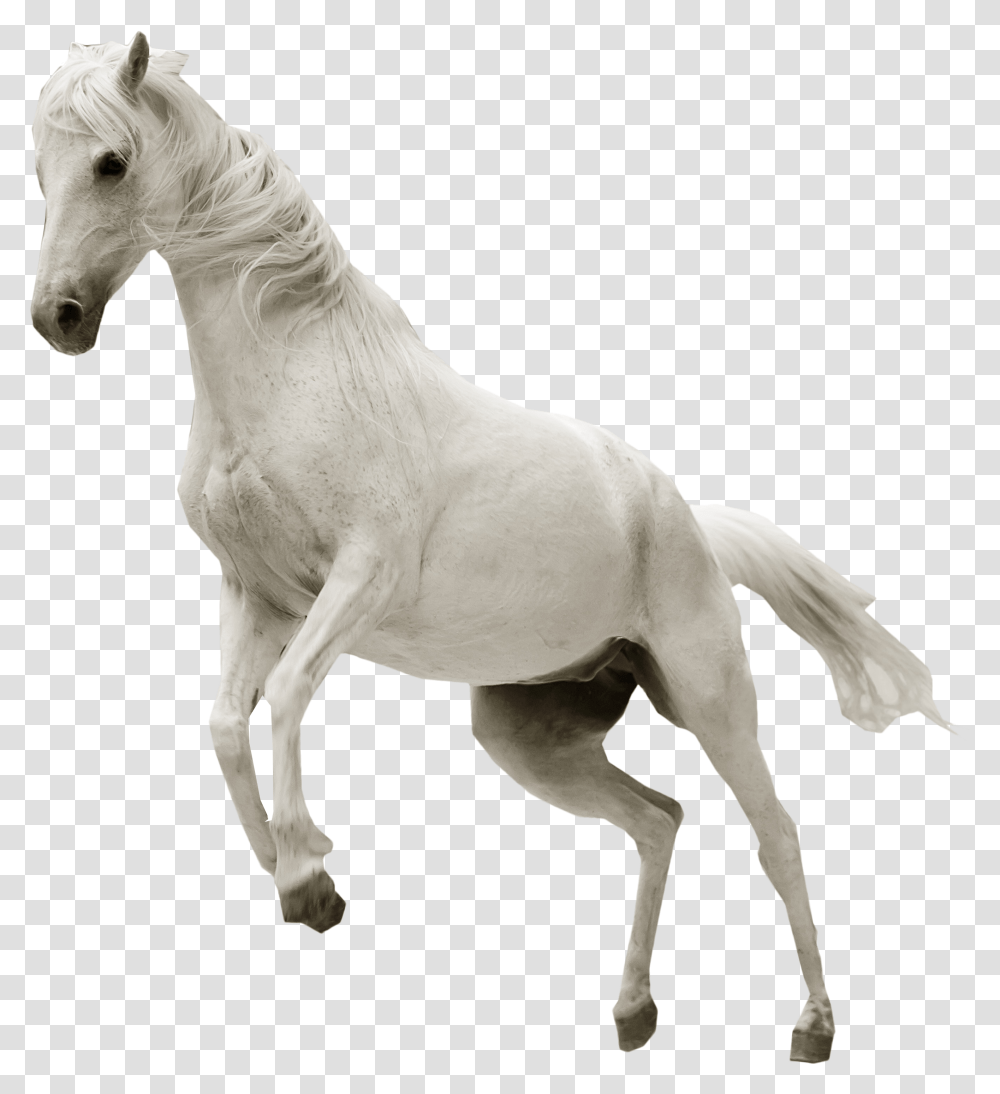 White Horse No Background, Mammal, Animal, Stallion, Foal Transparent Png