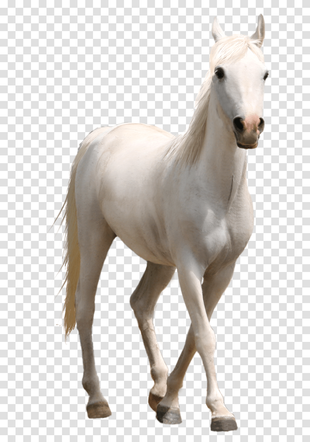 White Horse Real White Horse, Mammal, Animal, Stallion, Colt Horse Transparent Png