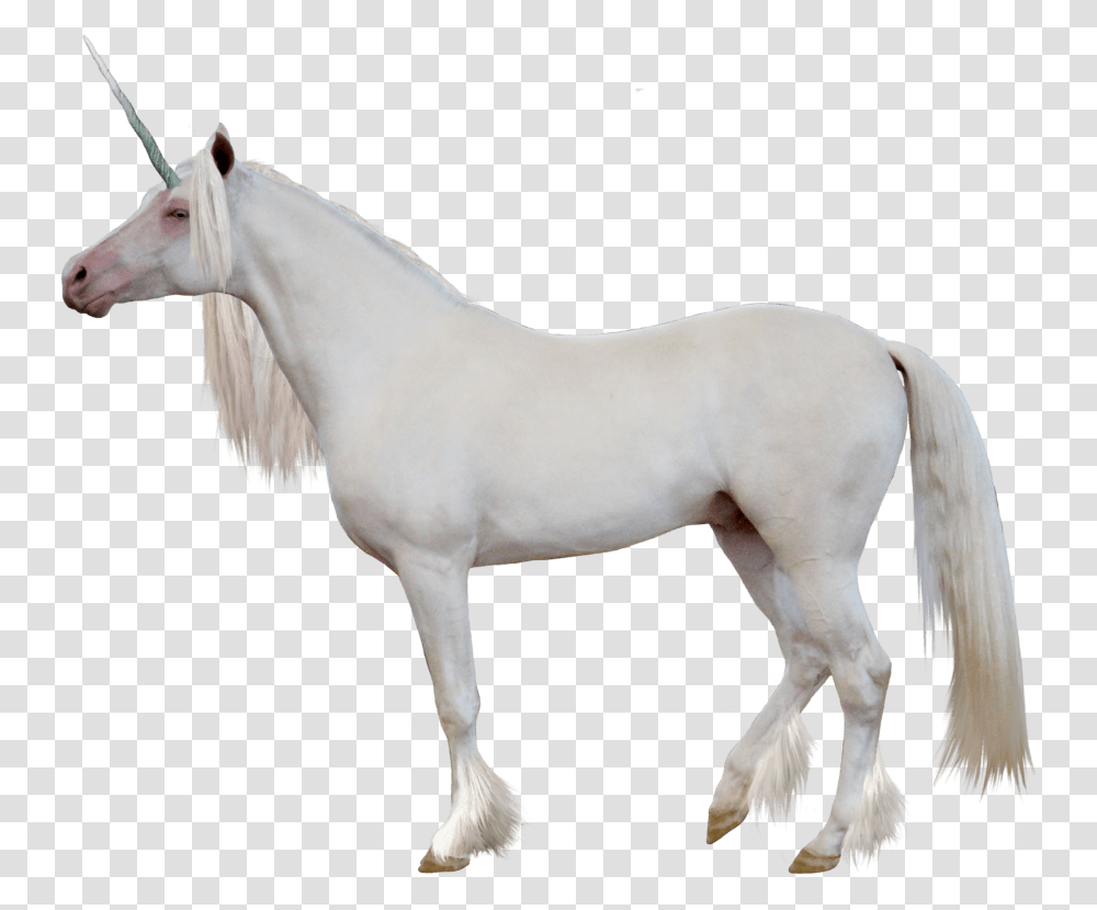 White Horse Side View, Mammal, Animal, Andalusian Horse, Stallion Transparent Png