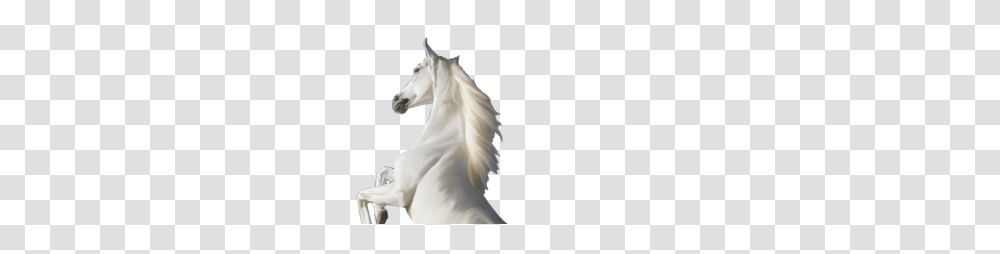 White Horse Standing On Two Legs Image, Mammal, Animal, Wedding Gown, Fashion Transparent Png