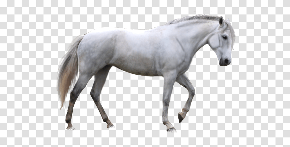 White Horse White Horse Background, Andalusian Horse, Mammal, Animal, Stallion Transparent Png