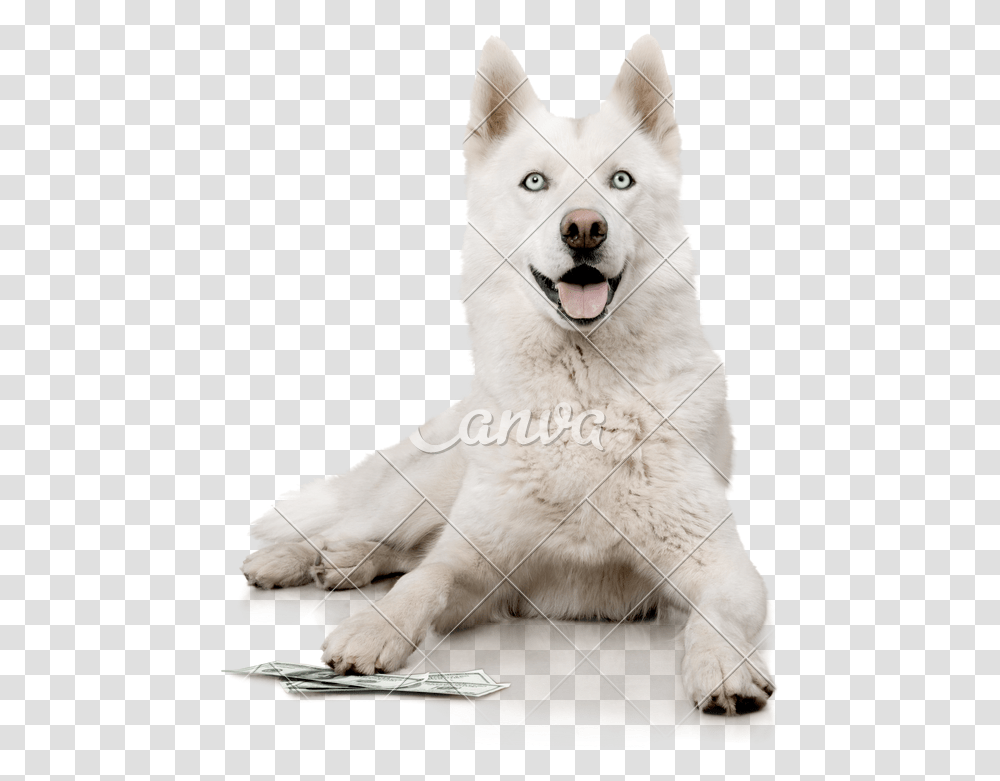 White Husky White Husky, Dog, Pet, Canine, Animal Transparent Png