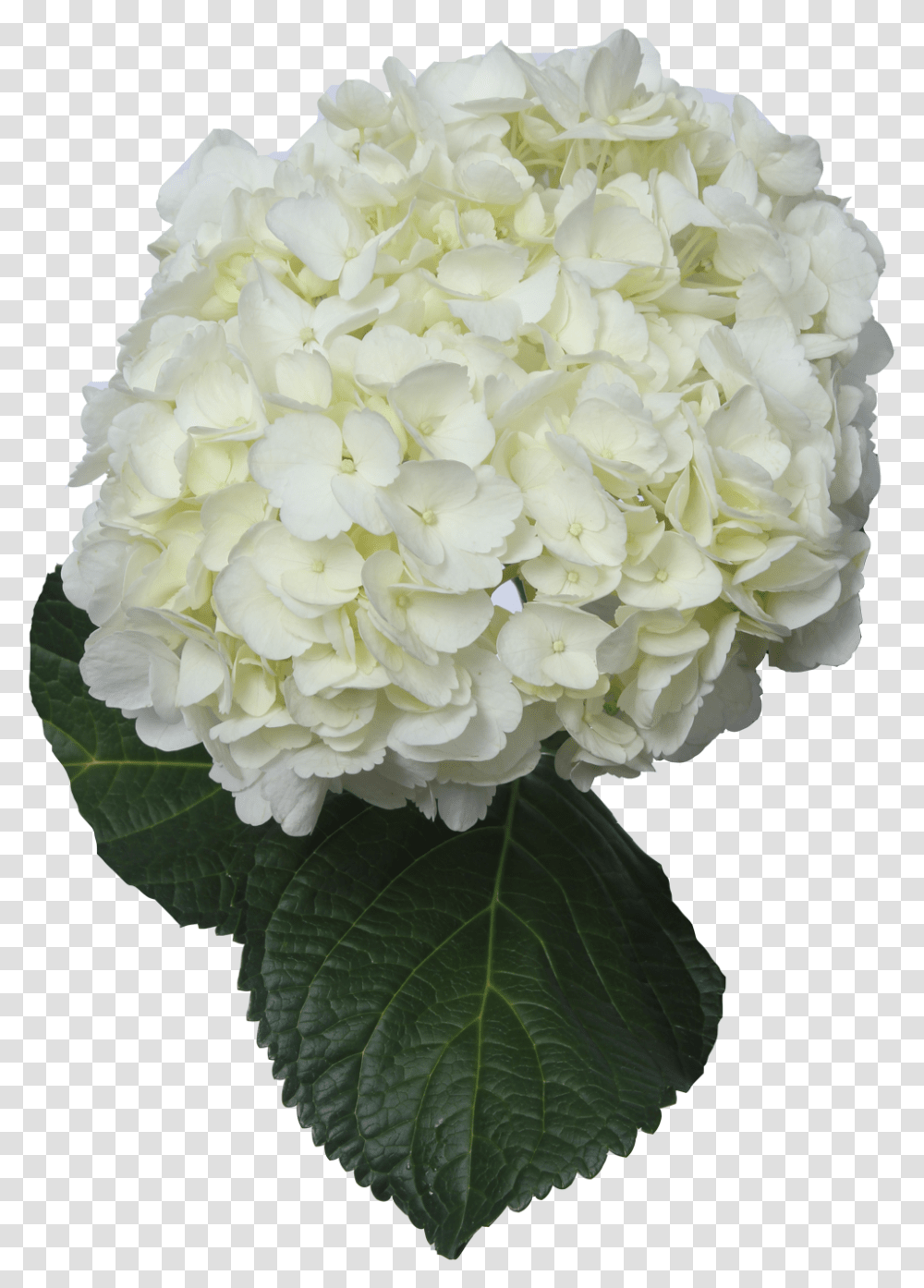 White Hydrangea Flower, Plant, Geranium, Blossom, Flower Bouquet Transparent Png