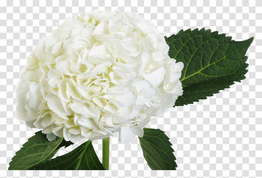 White Hydrangea Single Stem, Plant, Flower, Blossom, Peony Transparent Png