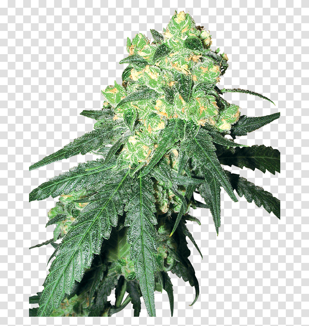 White Label Rhino, Plant, Hemp, Weed, Leaf Transparent Png