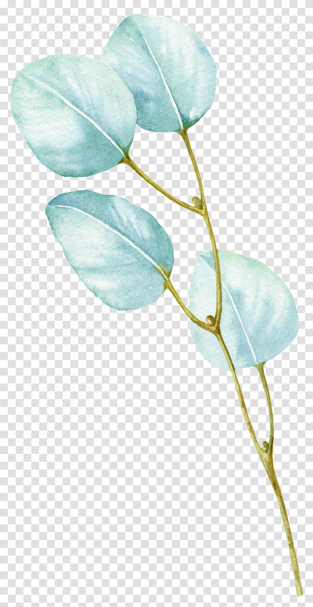 White Leaf Cartoon Twig, Plant, Annonaceae, Tree, Flower Transparent Png