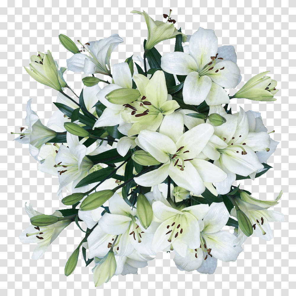 White Lilies Asiatic Lily Flowers Cheap Real White Lilies Flower, Plant, Blossom, Flower Bouquet, Flower Arrangement Transparent Png
