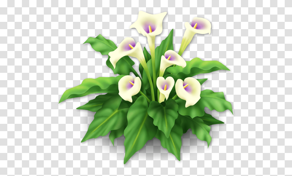 White Lilies, Plant, Flower, Iris, Petal Transparent Png