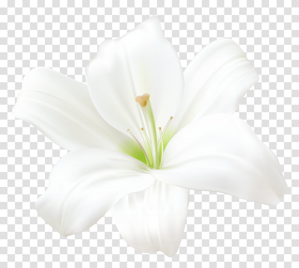 White Lily Clip Art, Plant, Flower, Blossom, Pollen Transparent Png