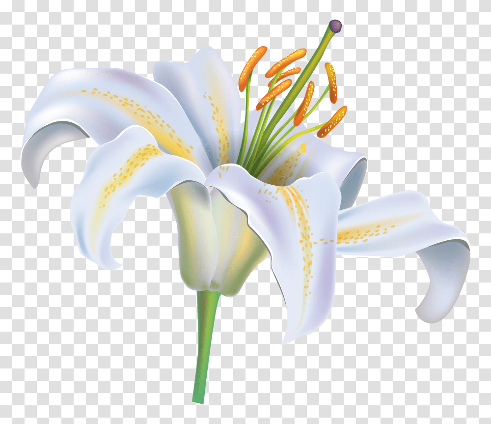 White Lily Clipart No Background Lily Flower Clipart White Lily Flower, Plant, Blossom, Petal, Pollen Transparent Png