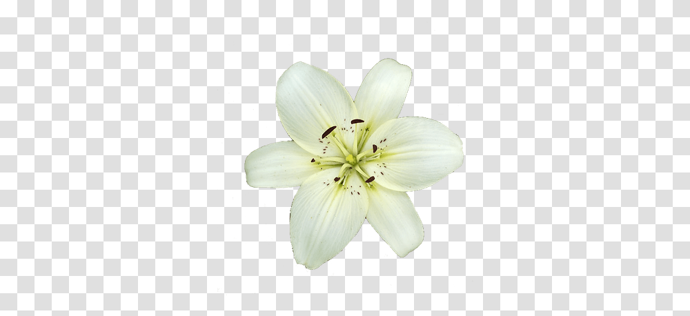 White Lily Flower Background White Lily, Plant, Blossom, Pollen, Petal Transparent Png