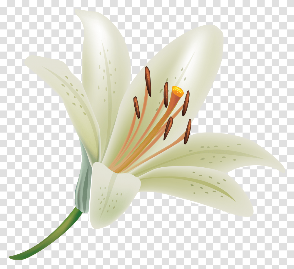 White Lily Flower, Banana, Fruit, Plant, Food Transparent Png