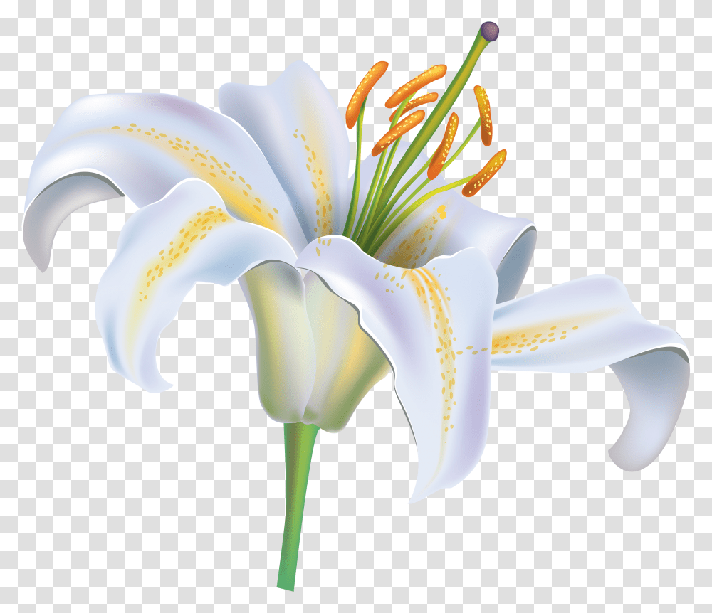 White Lily Flower Clipart Image Clipart White Lily Flower, Plant, Blossom, Banana, Fruit Transparent Png