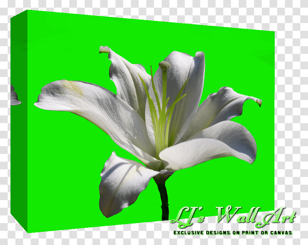 White Lily Flower White Lily Flower, Plant, Bird, Pollen, Petal Transparent Png