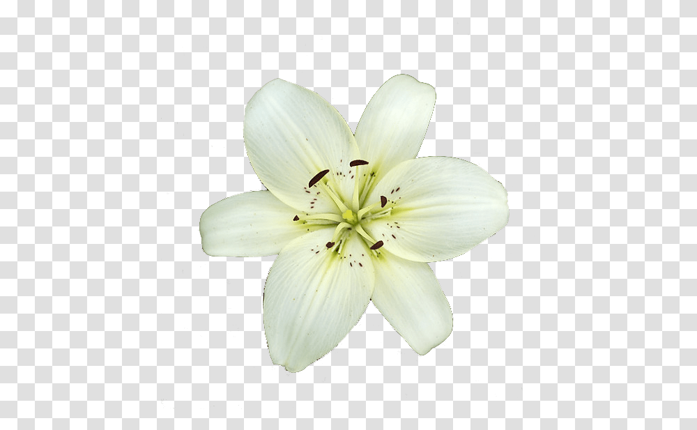 White Lily Flower White Lily Flower, Plant, Blossom, Pollen, Fungus Transparent Png