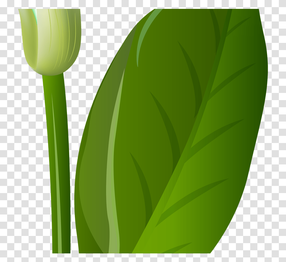 White Lily Flowers Gardening, Plant, Blossom, Tulip, Leaf Transparent Png