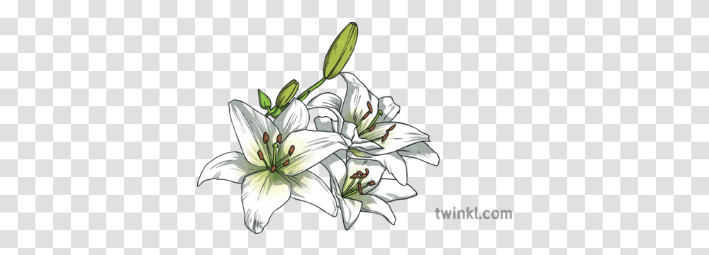White Lily Lilies Flower Plant Easter Usa Topics Ks2 Stargazer Lily, Blossom, Anther, Amaryllis Transparent Png