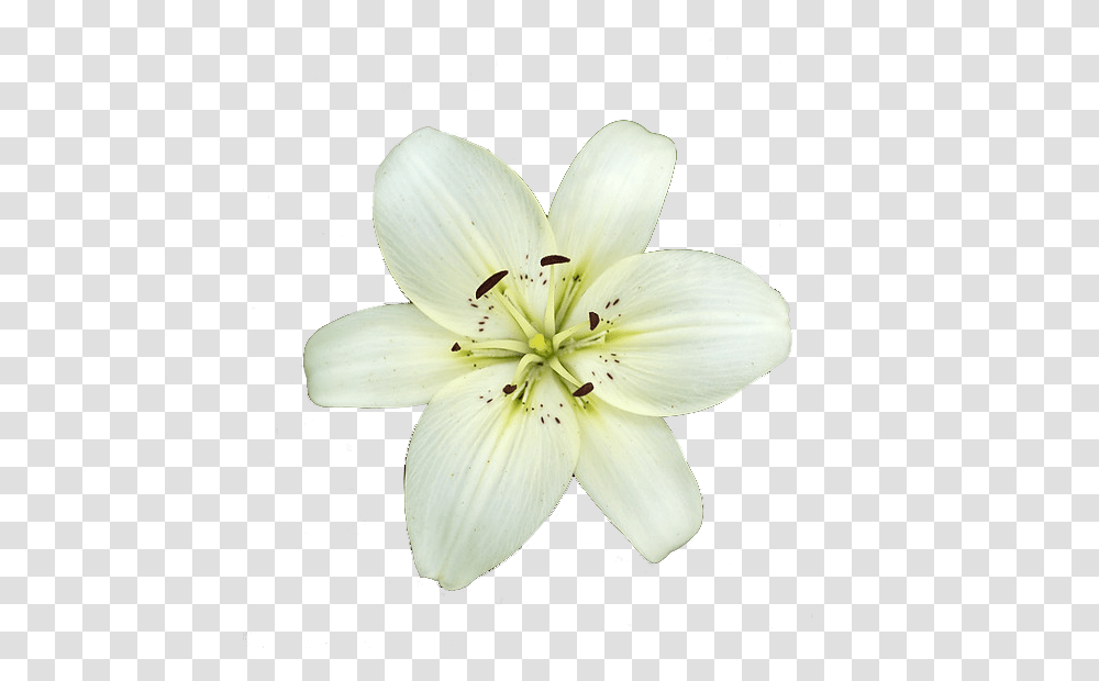 White Lily, Plant, Flower, Blossom, Pollen Transparent Png