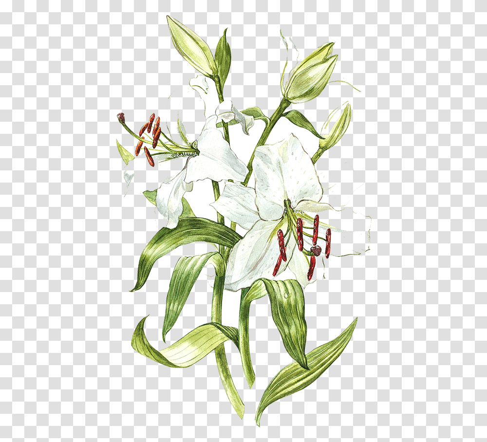 White Lily Watercolor Download Lilies Illustration, Plant, Flower, Blossom, Amaryllidaceae Transparent Png