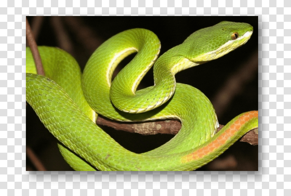 White Lipped Pit Viper Halodhia Viper Green Bamboo Pit Viper, Snake, Reptile, Animal, Green Snake Transparent Png
