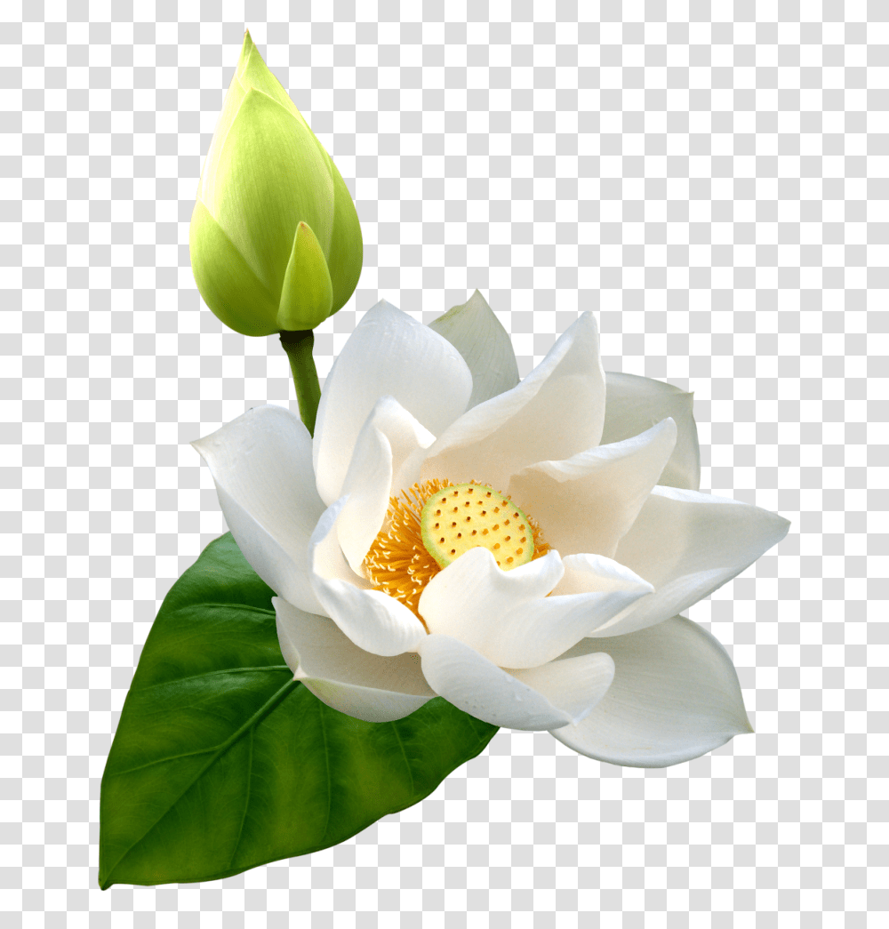 White Lotus Clip Art, Plant, Flower, Blossom, Petal Transparent Png