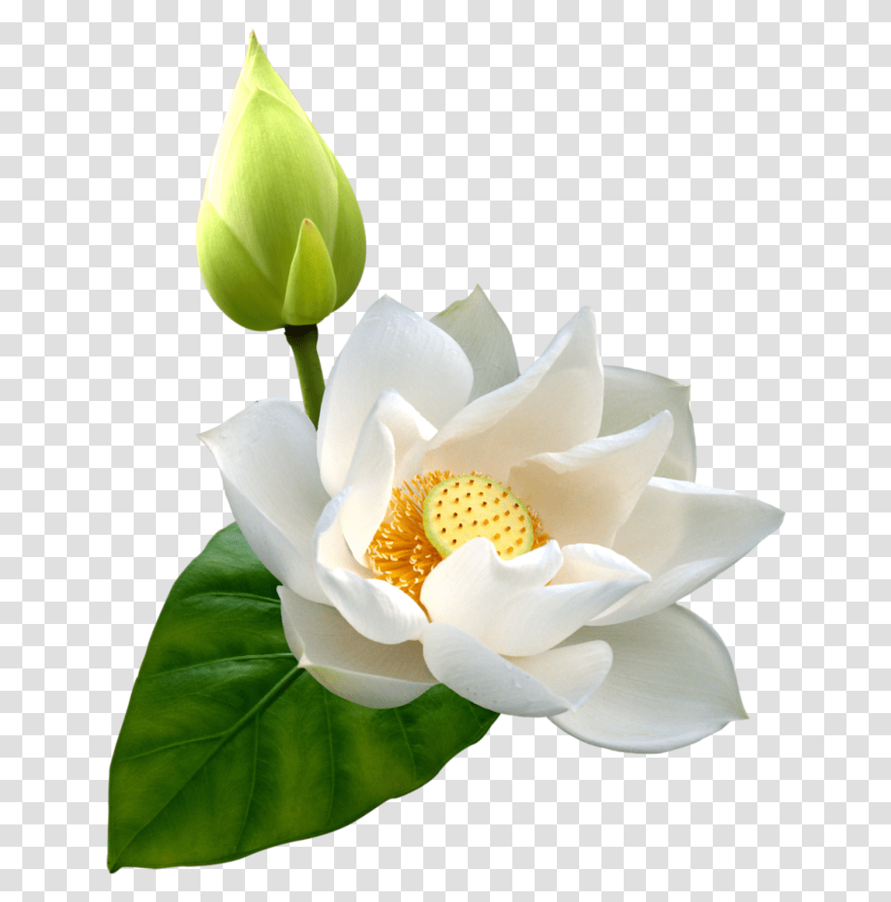 White Lotus Clip Art White Lotus Flower, Plant, Blossom, Rose, Petal Transparent Png