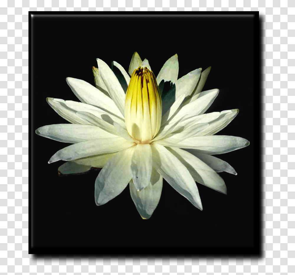 White Lotus Flower, Lily, Plant, Blossom, Pond Lily Transparent Png