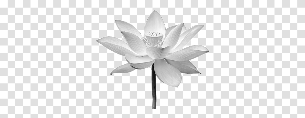 White Lotus Flower Picture 633066 White Lotus, Pond Lily, Plant, Blossom Transparent Png