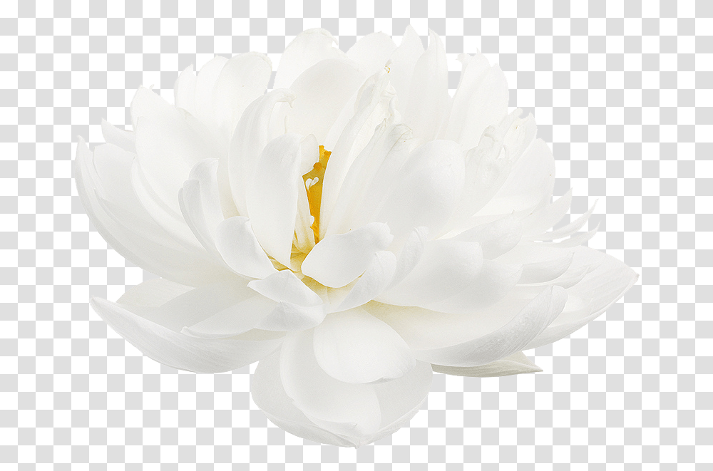 White Lotus Flower, Rose, Plant, Blossom, Peony Transparent Png