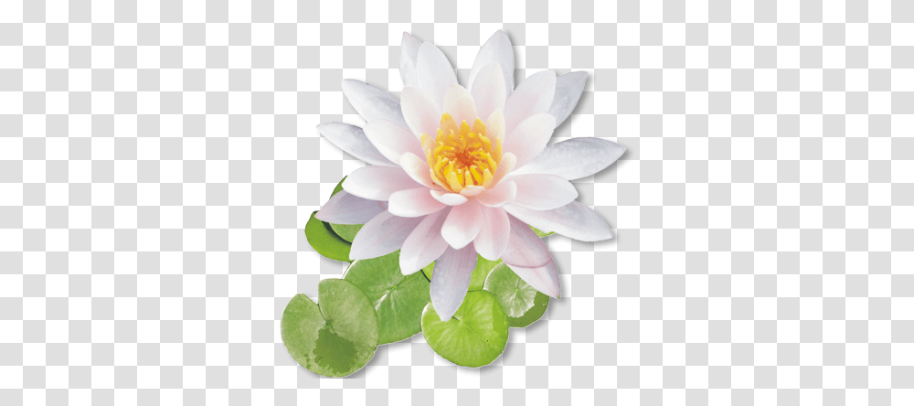 White Lotus Flower Shri Ram On Lotus Flower, Plant, Lily, Blossom, Pond Lily Transparent Png