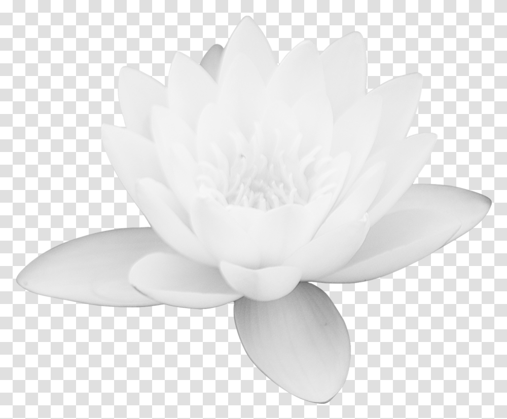 White Lotus Flower & Free Flowerpng Lotus Flower Images Download Free, Plant, Rose, Blossom, Petal Transparent Png