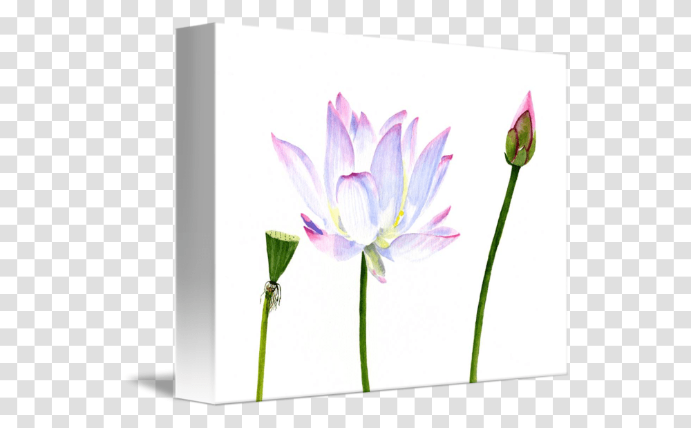 White Lotus Flower With Bud And Seed Pod By Sharon Freeman Emergent Vegetation, Plant, Petal, Anther, Daisy Transparent Png
