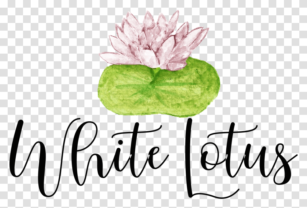 White Lotus Merchandise, Plant, Flower, Blossom, Lily Transparent Png