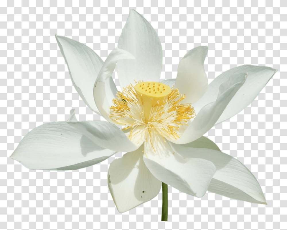 White Lotus, Plant, Lily, Flower, Blossom Transparent Png