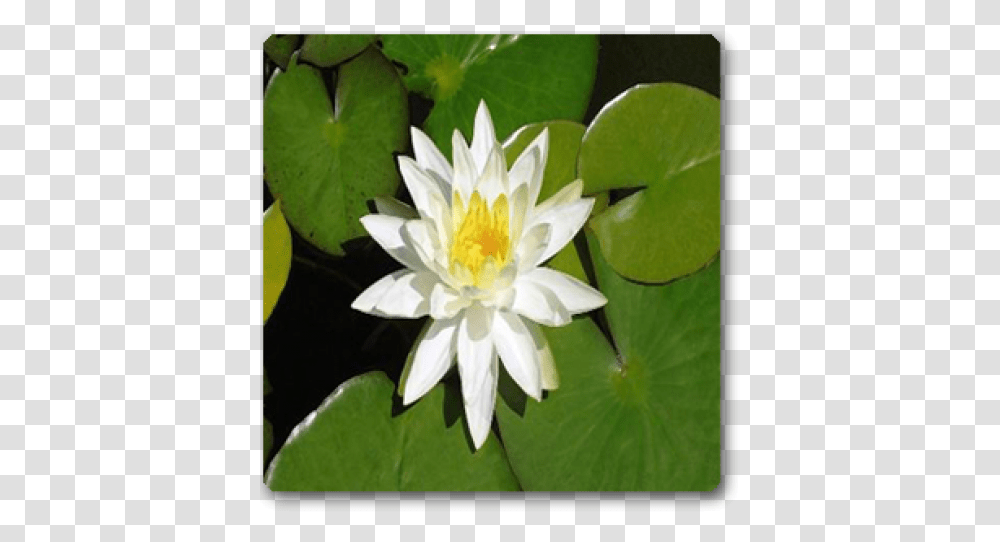 White Lotus, Plant, Lily, Flower, Blossom Transparent Png