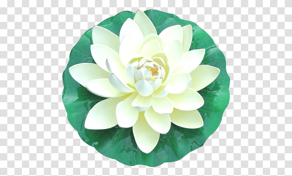 White Lotus Top View, Plant, Flower, Blossom, Pond Lily Transparent Png