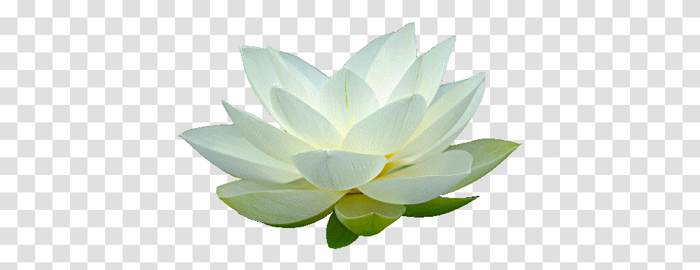 White Lotus & Clipart Free Download Ywd Background Lotus Flower White, Plant, Lily, Blossom, Pond Lily Transparent Png
