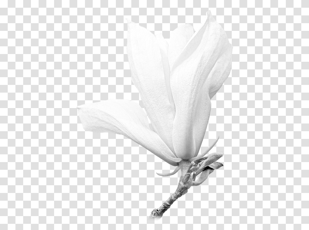 White Magnolia Shirt Twig, Plant, Petal, Flower, Blossom Transparent Png